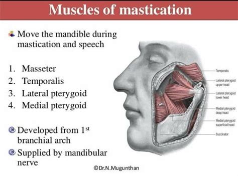 Muscle Of Mastication Medizzy