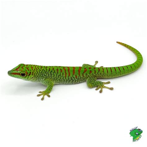 Crimson Giant Day Gecko Cb Big Baby To Juvenile Strictly Reptiles