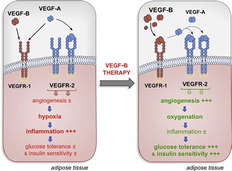 Vegf B Improves Metabolic Health Through Vascular Pruning Of Fat Cell