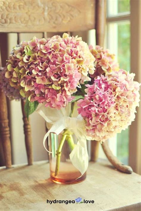 How To Grow Hydrangeas Beginners Guide Hydrangea Love