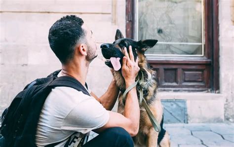 reasons  german shepherd owners   bored german shepherd country
