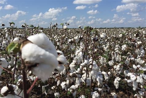 Cotton Farming Detailed Information Guide | Agri Farming