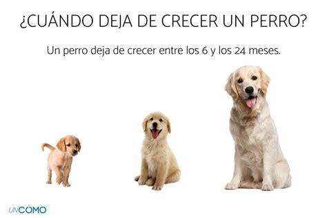 Cu Ndo Deja De Crecer Un Perro Edad Y Tama O