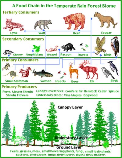 Food Web Black Bears