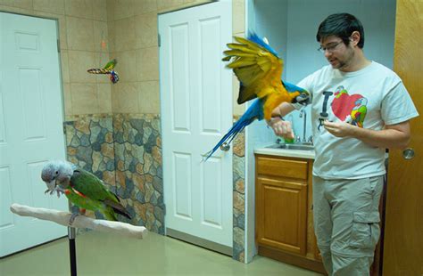 Trained Parrot - Blog Articles About Training Parrots Tricks