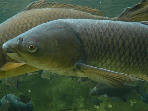 Grass Carp Wikipedia