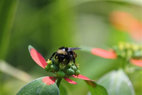 Shopping For Nectar Smithsonian Photo Contest Smithsonian Magazine