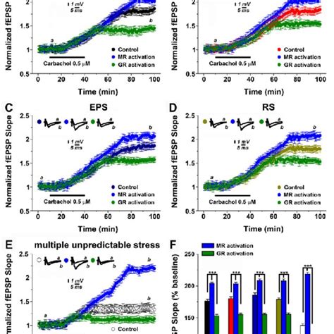 | Mineralocorticoid and glucocorticoid receptor (GR) mineralocorticoid ...