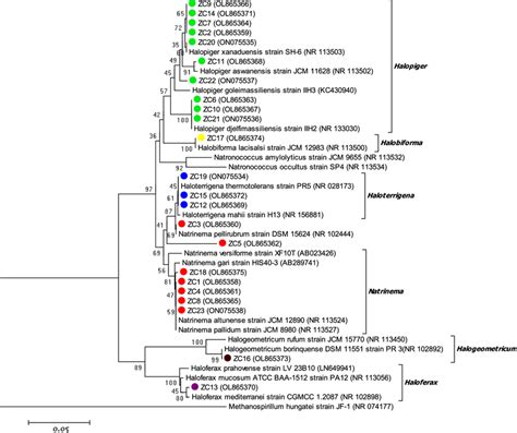 Neighbor Joining Phylogenetic Tree Based On 16s Rrna Gene Sequence