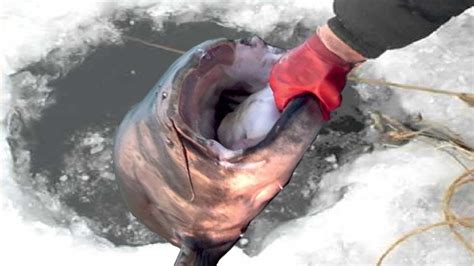 Amazing Ice Fishing Catch Big Fish Fastest Big Fish Fishing Skill