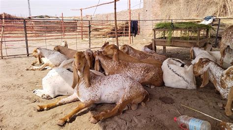 Makhi Chena Bakra Eid Qurbani Bachre Camel Desi Chatre Khasi Bakre