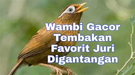 Wambi Gacor Full Isian Favorit Juri Digantang Youtube