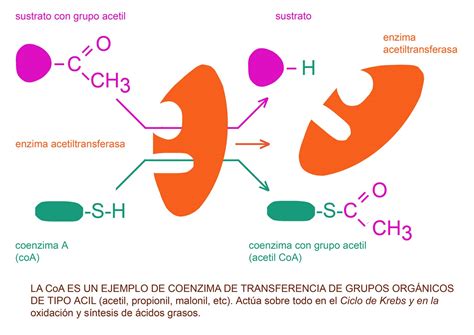 Enzimas Y Coenzimas At Emaze Presentation