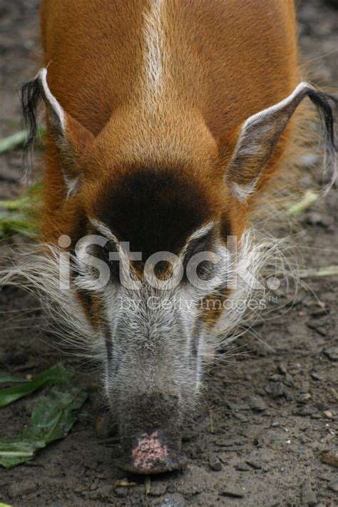 Brush Ear Pig Stock Photo Royalty Free Freeimages