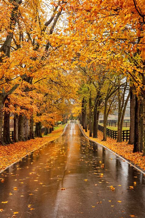 Plan a road trip to lexington kentucky for spectacular fall foliage
