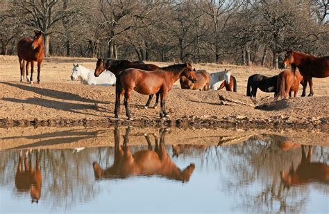 Oklahoma Ranch Offers Up Close Look At Wild Horses The Seattle Times