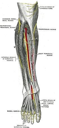 Deep Peroneal Nerve - Anatomy - Orthobullets