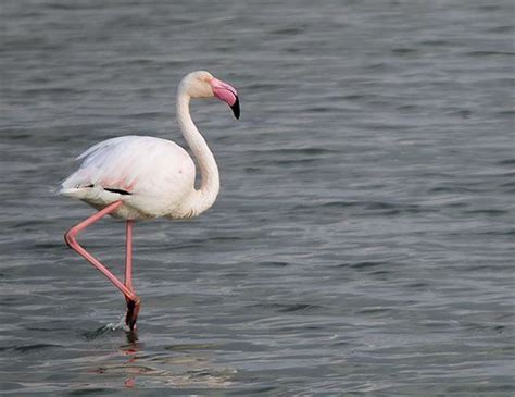 CHILEAN FLAMINGO LIFE EXPECTANCY