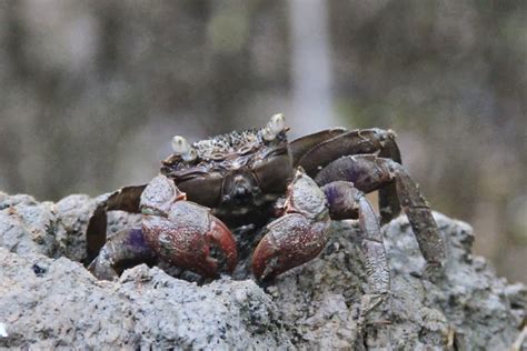 Adventures With The Naked Hermit Crabs Sep Sat Free Guided Walk