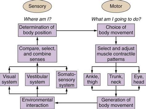 Geriatric Balance Impairments Diagram Quizlet