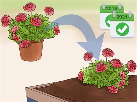 How To Grow Roses In Containers With Pictures Wikihow