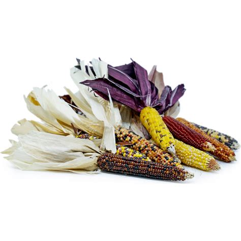 Mini Decorative Indian Corn Seeds Price €235