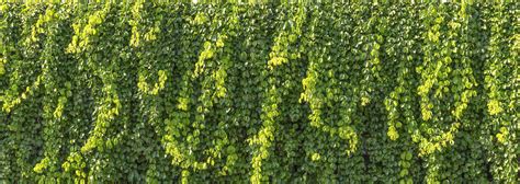 Creeping plant on wall background 20218248 Stock Photo at Vecteezy