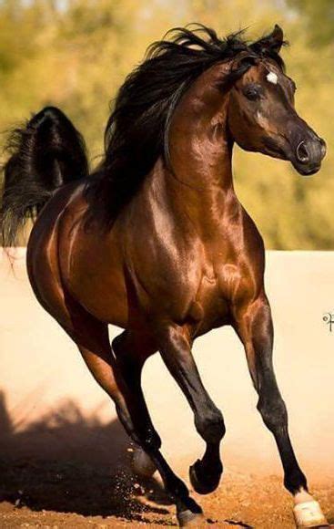 Cavalo Equus Ferus Caballus Фотографии лошадей Лошадиные породы