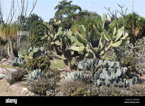 Different Types Of Prickly Pear Cacti Stock Photo Alamy