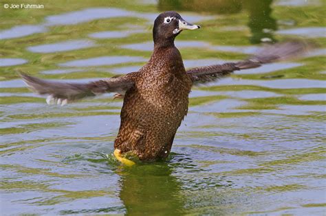 Laysan Duck – Joe Fuhrman Photography