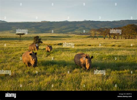 Nashorn arten -Fotos und -Bildmaterial in hoher Auflösung – Alamy