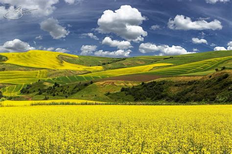 The Palouse North Central Photo By Scott Mcdaniel Palouse