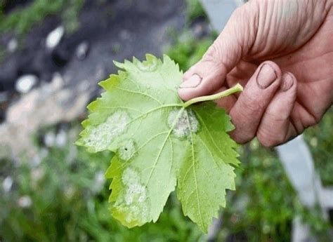 От ржавчины, пятнистости и мучнистой росы смешайте: 1 столовую ...