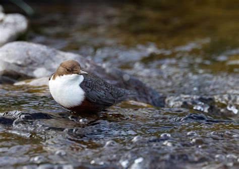 Wasseramsel Der Zweite Anlauf War Deutlich Ergiebiger D Flickr