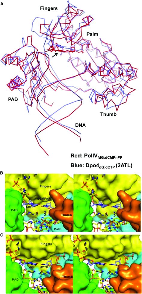 Comparison Of The Structure Of The PolIV FdG DCMPnPP Complex With That