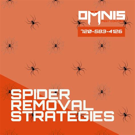 Spider Removal Strategies Omnis Pest Control