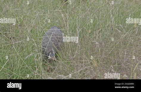 Guinea Grass Plant Stock Videos And Footage Hd And 4k Video Clips Alamy