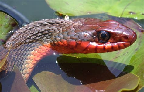 Red-bellied Watersnake