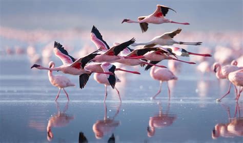 Do Flamingos Fly Heres The Truth About Flying Flamingos Kidadl