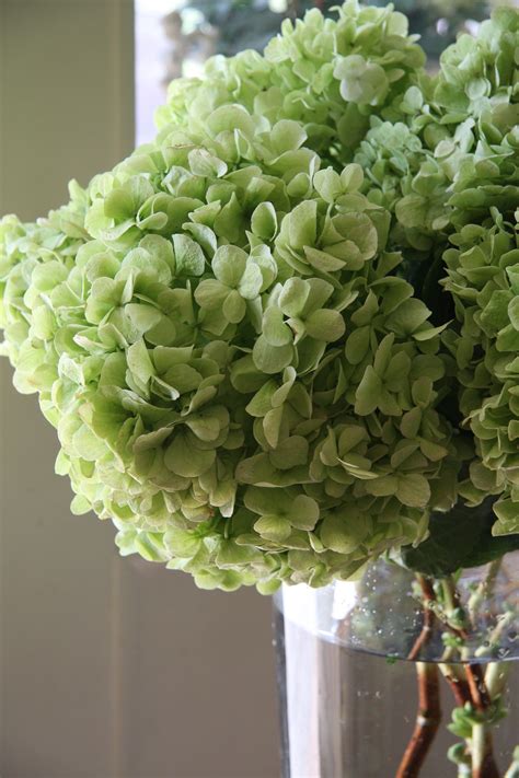 How To Dry Limelight Hydrangeas Artofit