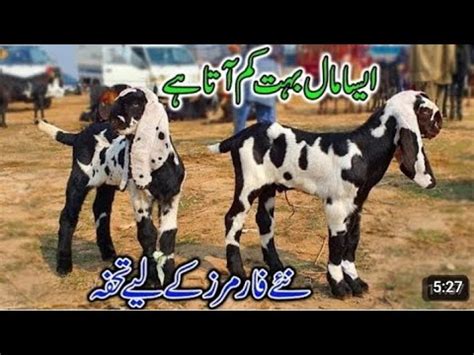 Bakra Mandi Sahiwal Betal Nagra Cute Bachy Naveed Khan Goats Farm