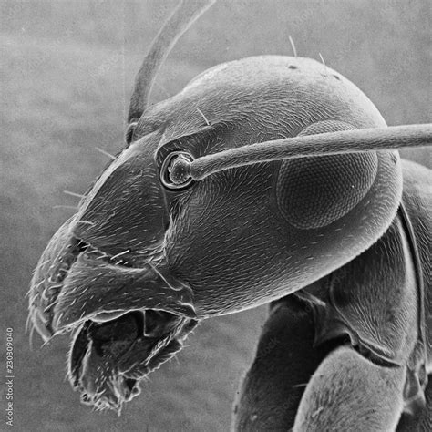 Ant Under Microscope