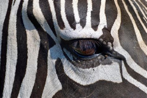 Eye of a zebra 1308183 Stock Photo at Vecteezy