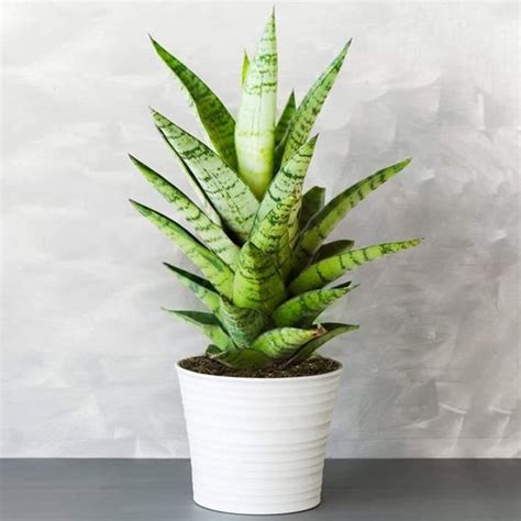 1 x Sansevieria Tough Lady Langue de Belle mère Plante en Pot