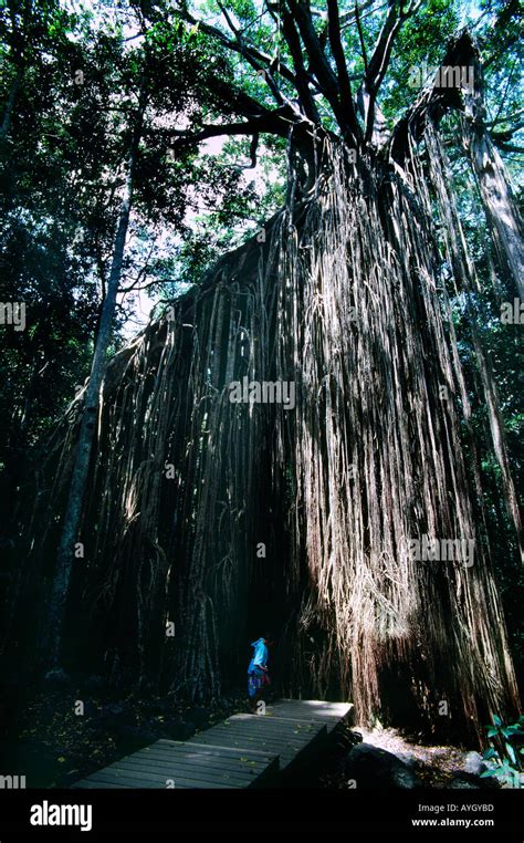 Giant Strangler Fig Tree Hi Res Stock Photography And Images Alamy