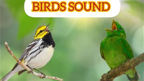 The Best Bird Song Bird Sounds Spectacular Morning Bird Songbird