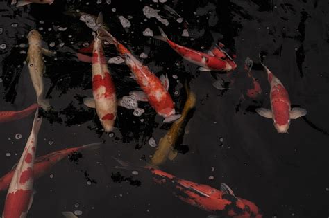 Fische Tiere Koi Kostenloses Foto Auf Pixabay Pixabay