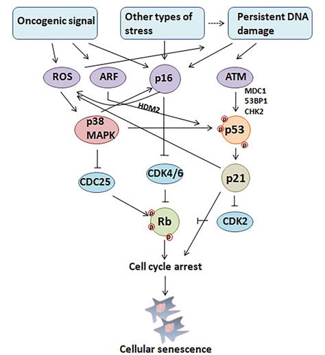 Figure 1 From The Paradoxical Role Of Cellular Senescence In Cancer