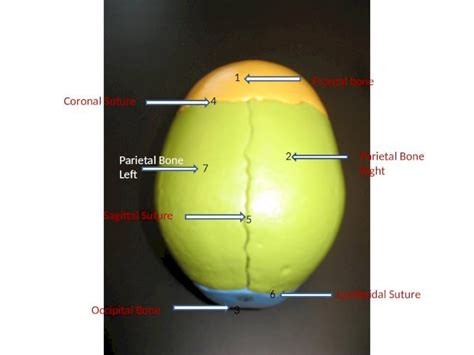 Ppt 1 2 3 4 5 6 Frontal Bone Parietal Bone Right Occipital Bone