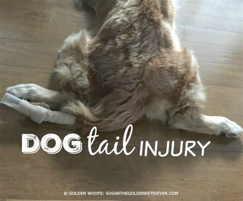 Sugar’s Injured Golden Tail - Golden Woofs